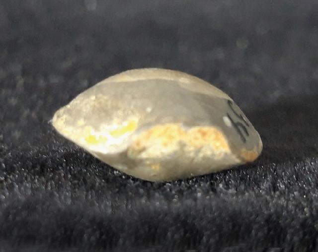 Acromeristina tchadanica KULKOV - Bild &copy; FossNet FossilienStore